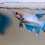 5 Faktor Penyebab Ikan Cupang Mati dan Cara Menghindarinya