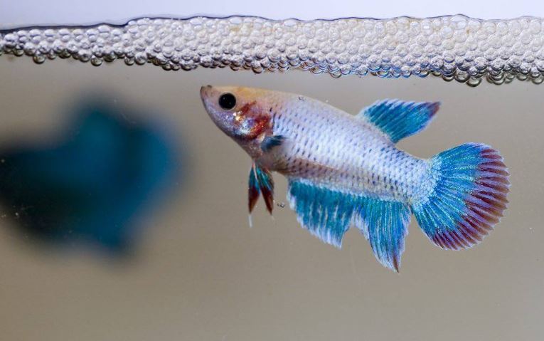 5 Faktor Penyebab Ikan Cupang Mati dan Cara Menghindarinya 5 Faktor Penyebab Ikan Cupang Mati dan Cara Menghindarinya