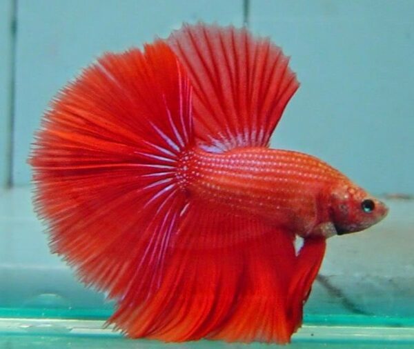 3 Alternatif Pakan Burayak Jika Tidak Punya Artemia Atau Kutu Air