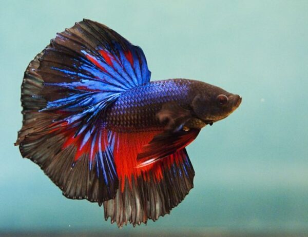 Kapan Burayak Harus Dipisah Satu Per Satu (Masuk Botol/Soliter)?