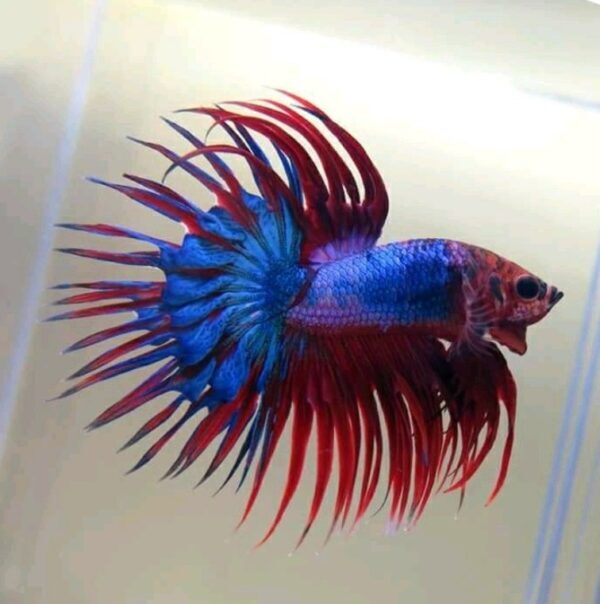 Mengatasi Penyakit Umum Pada Burayak Cupang (Velvet, White Spot)