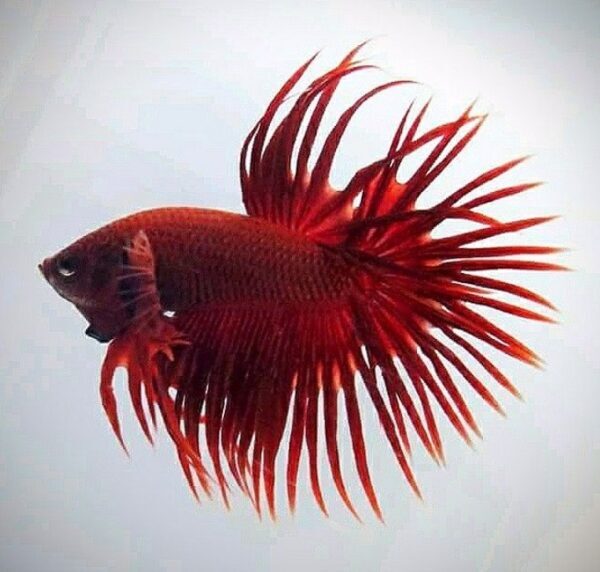 Penyebab Kematian Massal Pada Burayak Cupang Dan Cara Mencegahnya