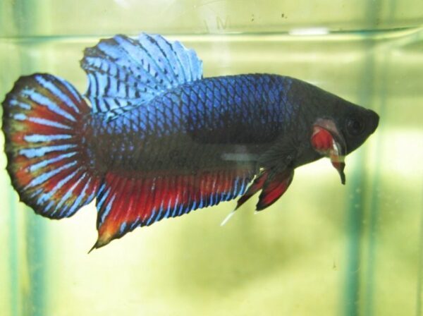 Perawatan Hari Pertama Apa Yang Dibutuhkan Burayak Setelah Menetas?