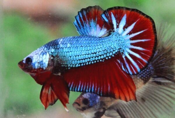 Tanda-Tanda Burayak Sudah Bisa Berenang Bebas Dan Butuh Pakan